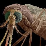 This New Drug Turns Human Blood into Mosquito Killer