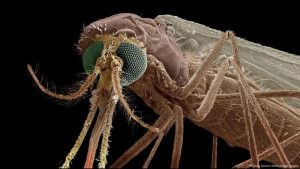 This New Drug Turns Human Blood into Mosquito Killer