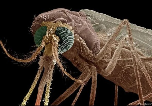 This New Drug Turns Human Blood into Mosquito Killer