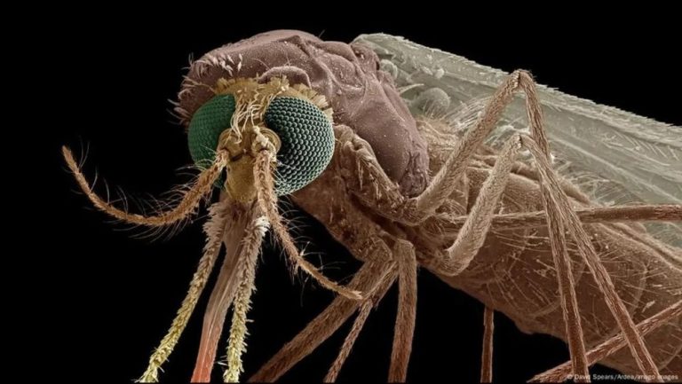 This New Drug Turns Human Blood into Mosquito Killer