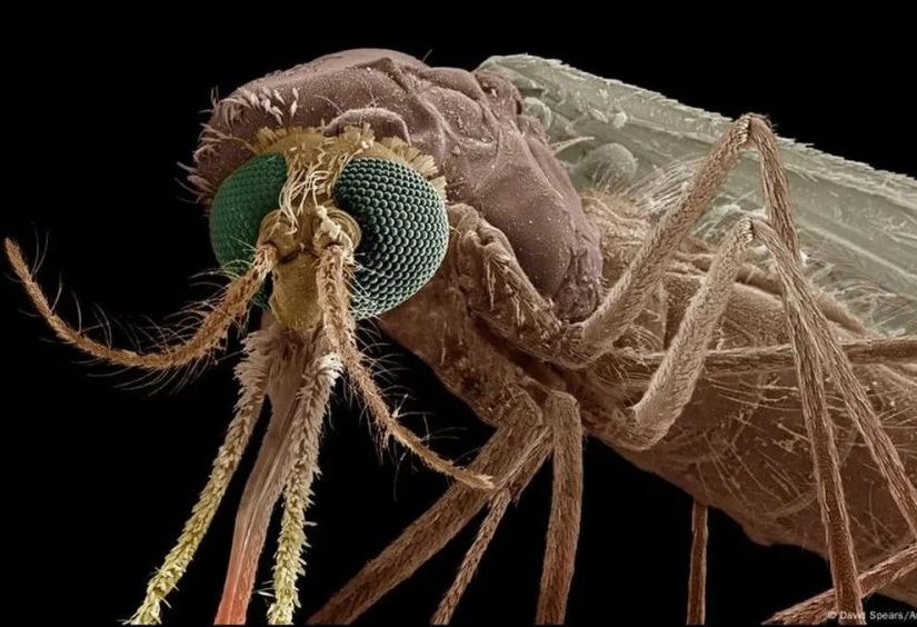 This New Drug Turns Human Blood into Mosquito Killer